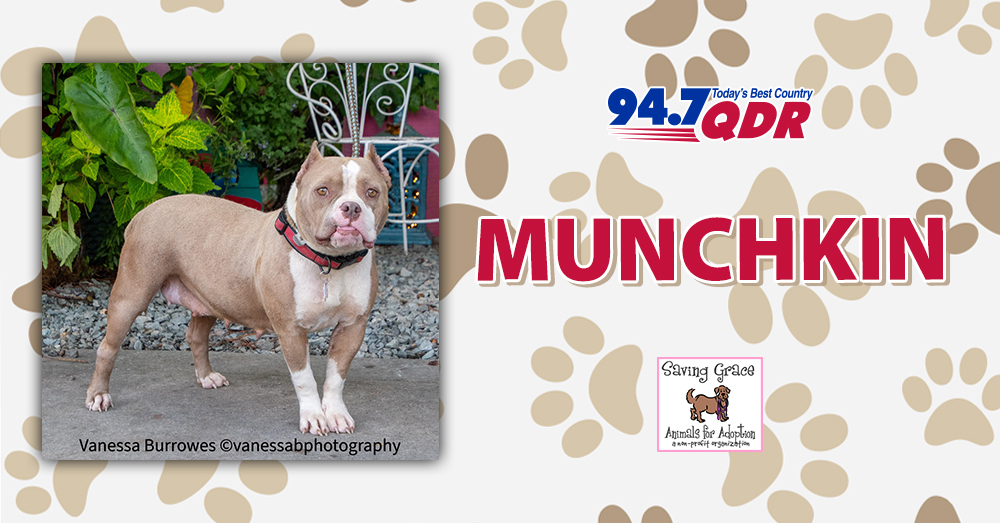 Fursday: Meet Munchkin from Saving Grace!