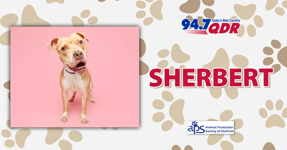Fursday: Meet Sherbert from APS of Durham!