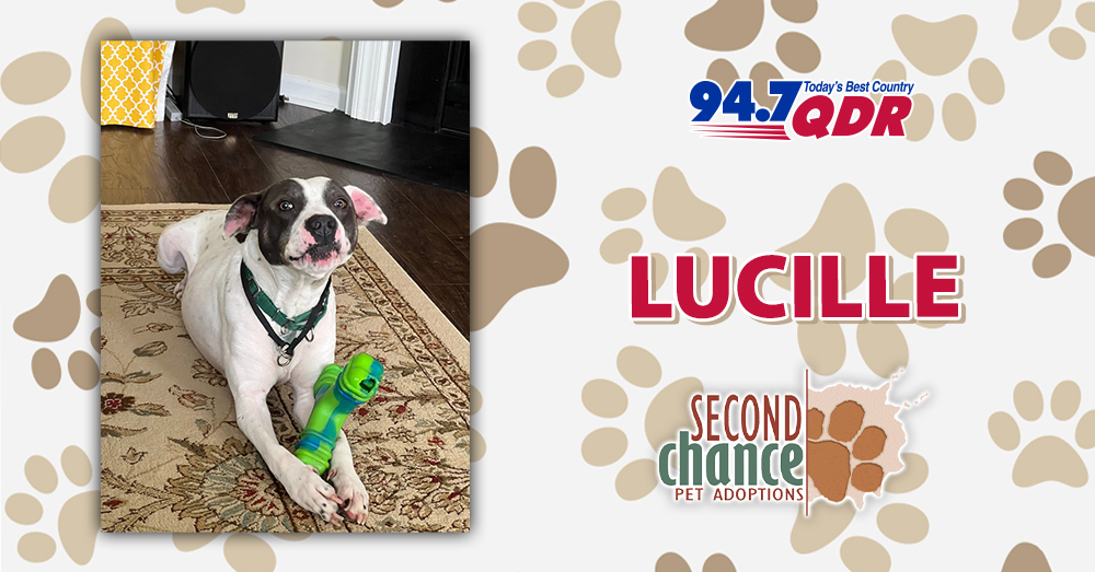 Fursday: Meet Lucille from Second Chance Pet Adoptions!