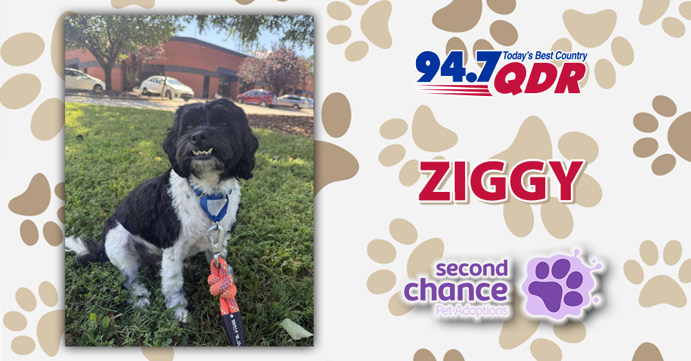 Fursday: Meet Ziggy from Second Chance Pet Adoptions!