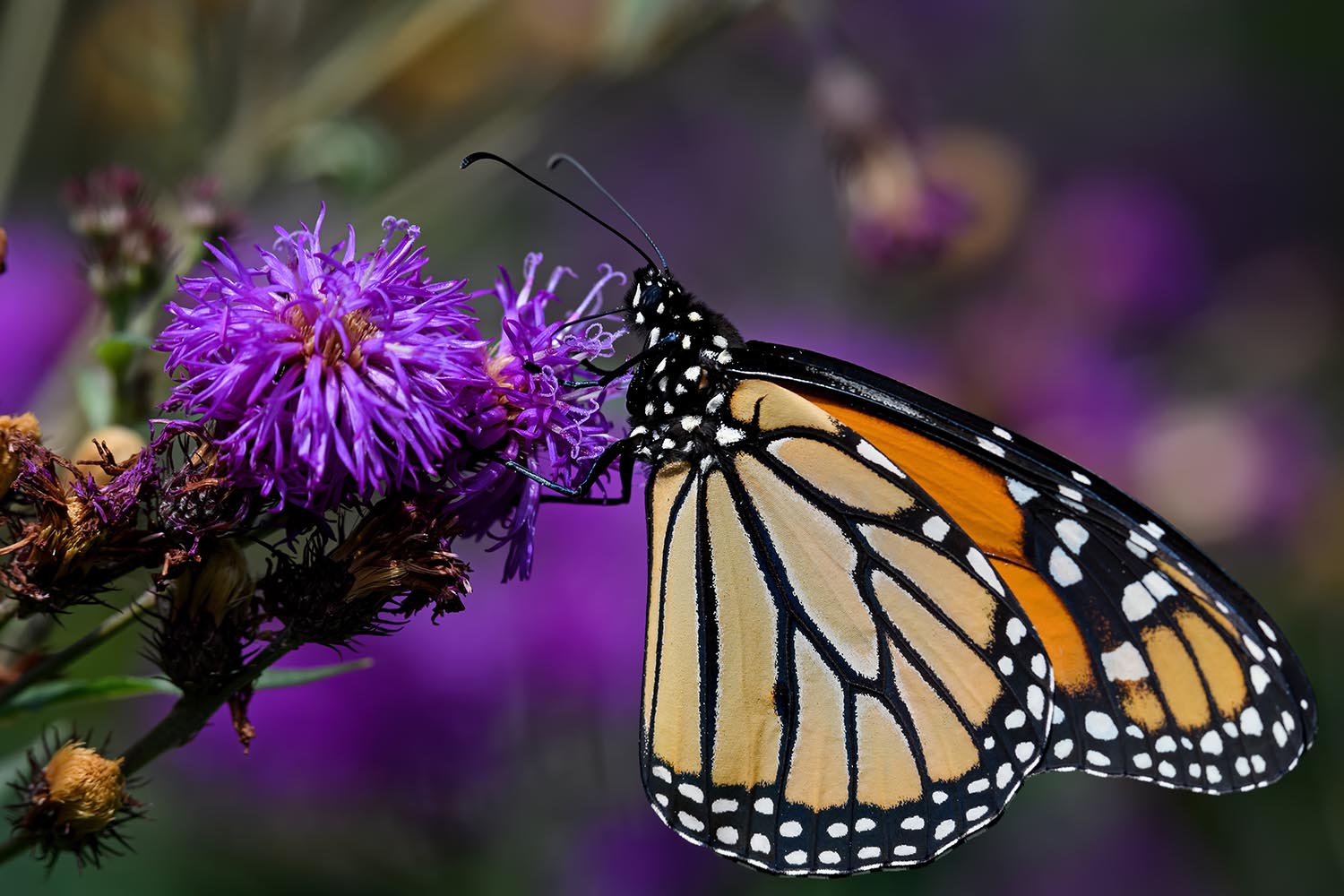 Ironweed: The resilient perennial transforming North Carolina landscapes