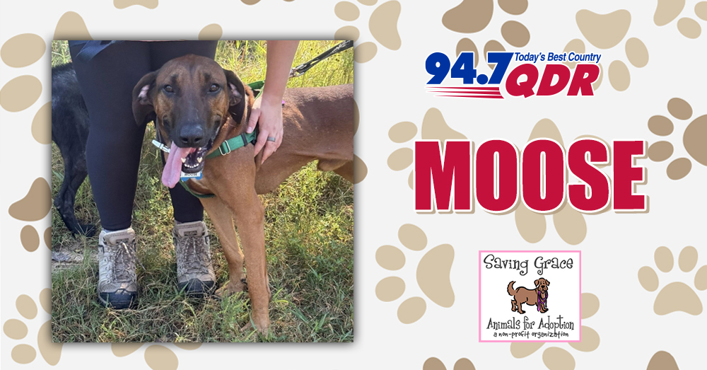 Fursday: Meet Moose from Saving Grace!