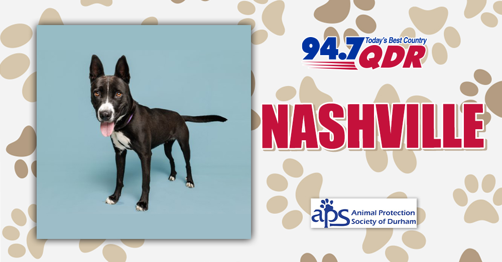 Fursday: Meet Nashville from APS of Durham!
