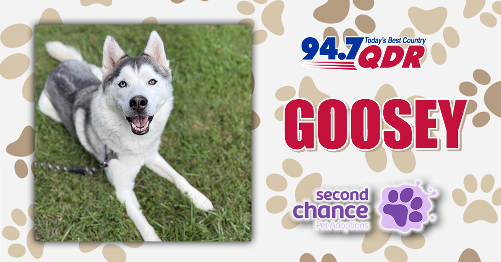 Fursday: Meet Goosey from Second Chance Adoptions!