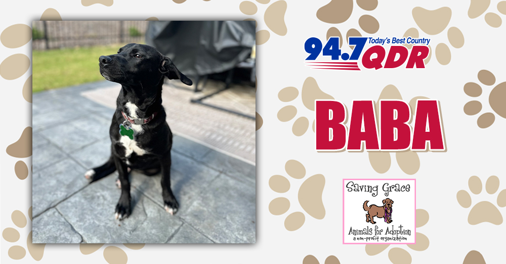 Fursday: Meet Baba from Saving Grace Adoptions!