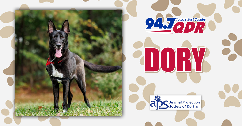 Fursday: Meet Dory from APS Adoptions!