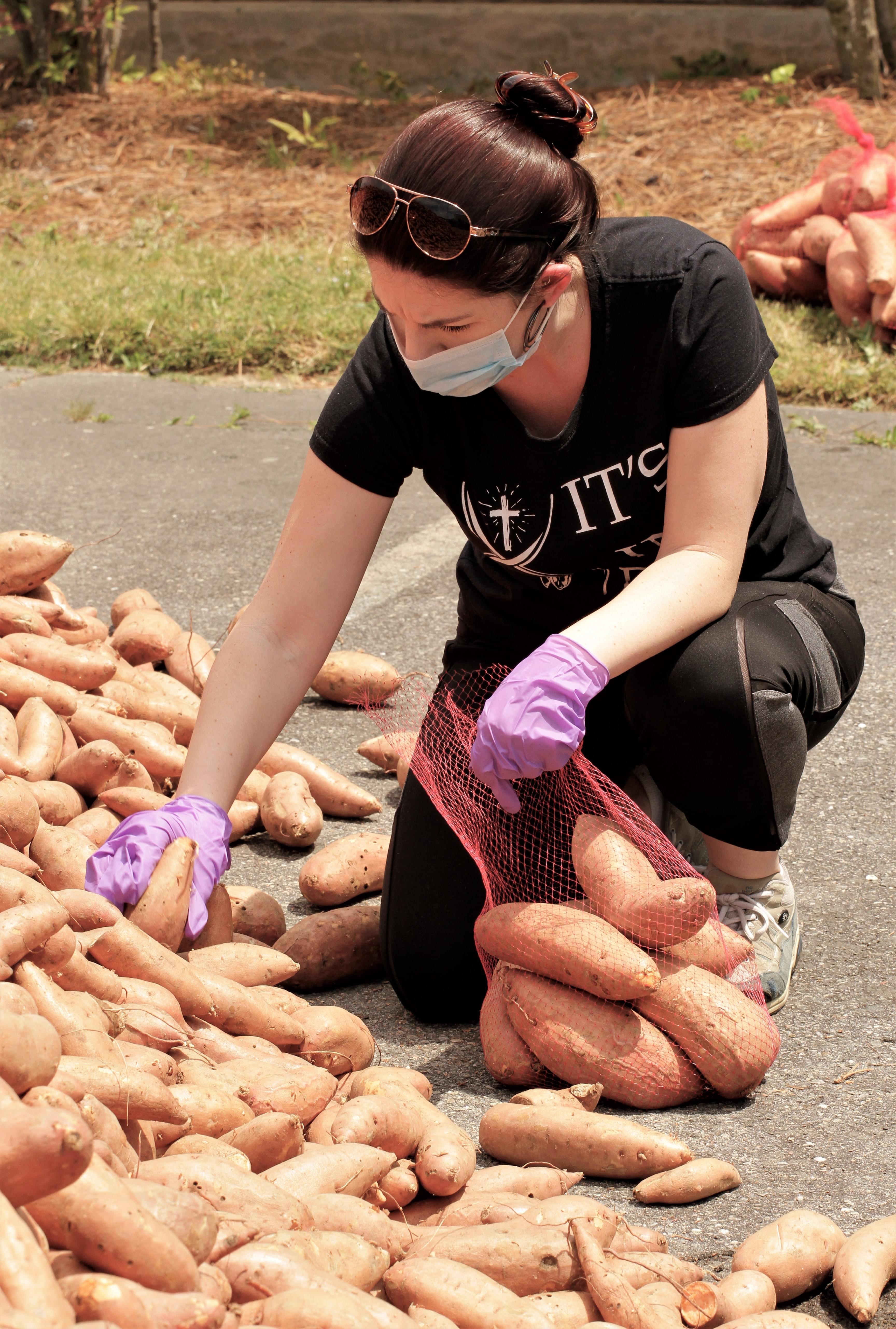 Truckload Of Sweet Potatoes Arrives In Mt. Olive (PHOTO GALLERY)