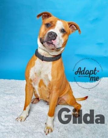 PET OF THE WEEK: Gilda