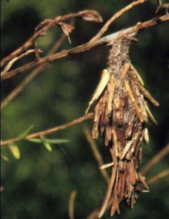 Be On The Lookout For Bagworms