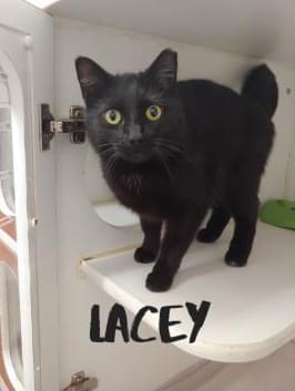 PET OF THE WEEK: Lacey