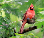 PIC OF THE DAY: Rain Ruffles Feathers