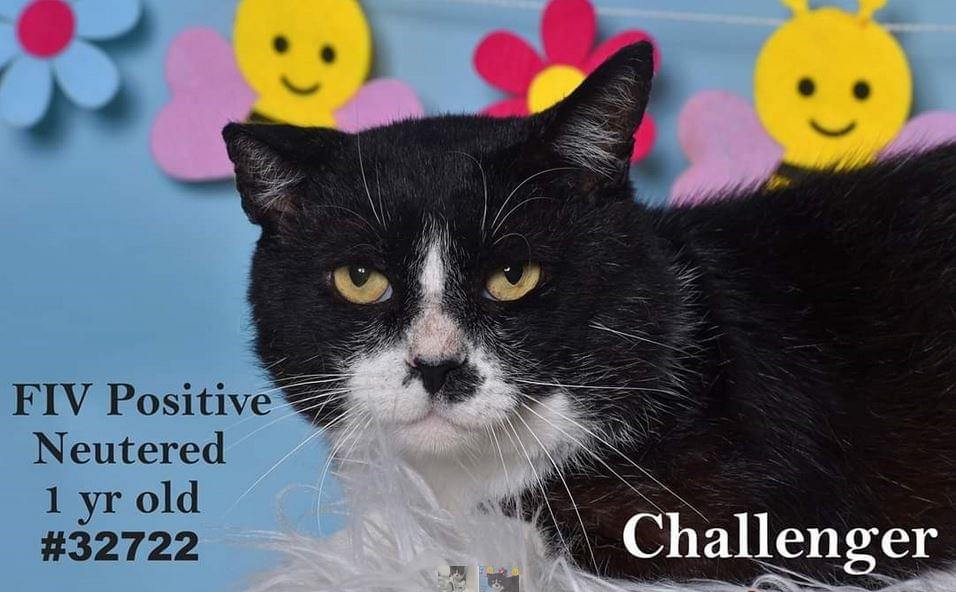 PET OF THE WEEK: Challenger