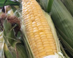 Sweet Corn Season Will Be Here Soon!