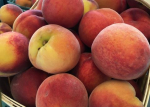 Peaches Are in Season