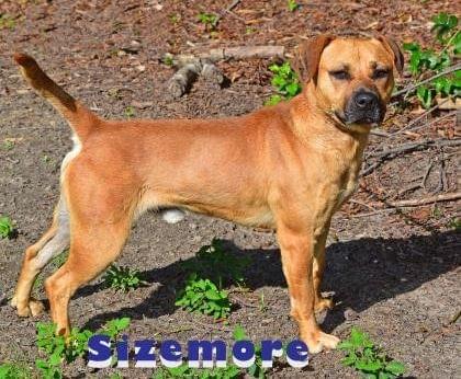 PET OF THE WEEK: Sizemore