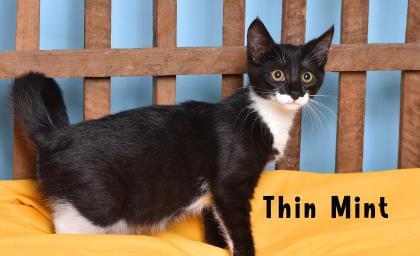 PET OF THE WEEK: Thin Mint