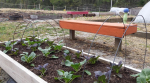 Time To Plant A Fall Vegetable Garden