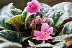 Have No Fear Of African Violets