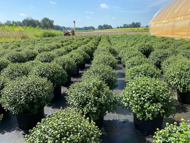 Mums The Word…UMO Has Fall Flowers Galore