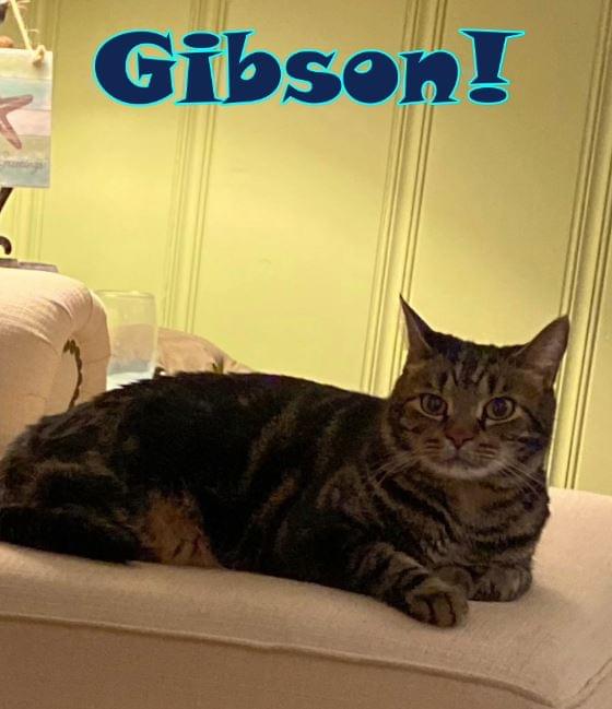 PET OF THE WEEK: Gibson