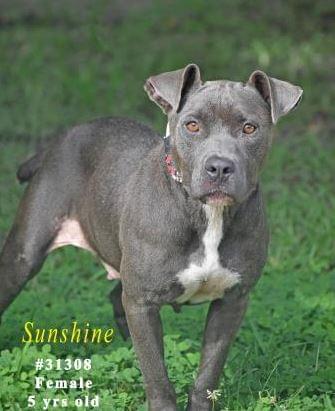 PET OF THE WEEK: Sunshine Powered by Jackson & Sons