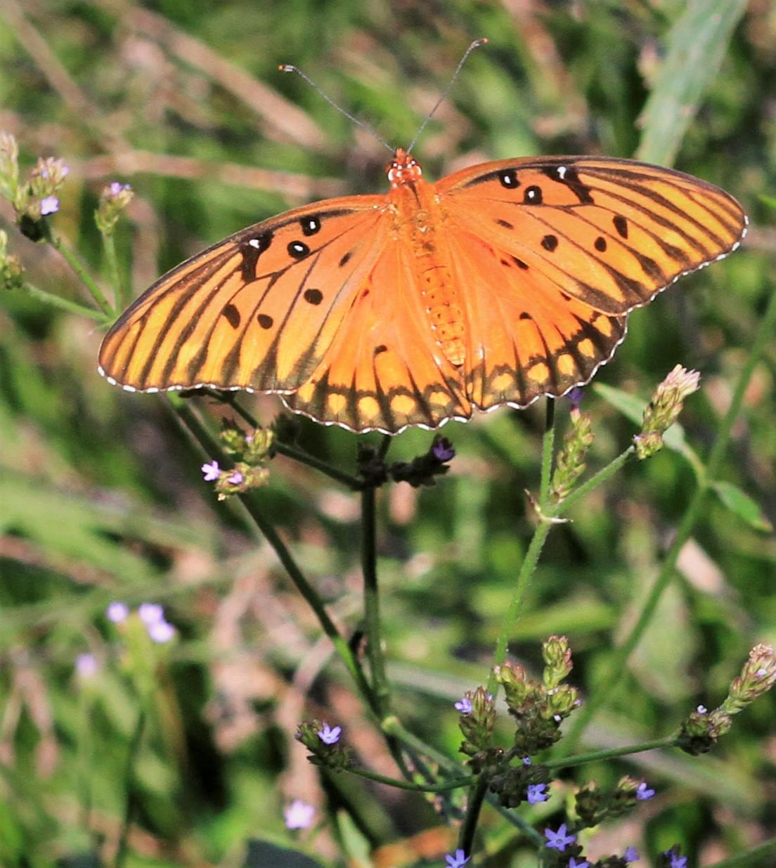 PIC OF THE DAY: Resting Butterfly