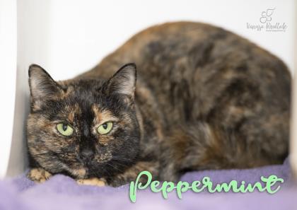 PET OF THE WEEK: Peppermint Powered By Jackson & Sons