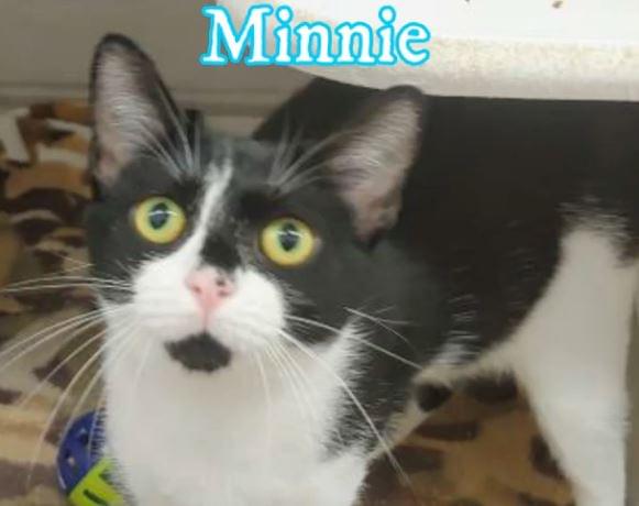 PET OF THE WEEK: Minnie Powered By Jackson & Sons