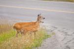 Animal-Vehicle Crashes Soar In Latest NCDOT Report