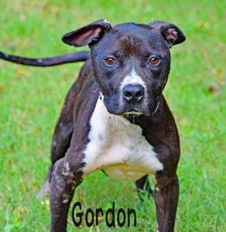 PET OF THE WEEK: Gordon Powered By Jackson & Sons