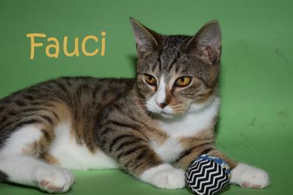 PET OF THE WEEK: Fauci Powered By Jackson & Sons