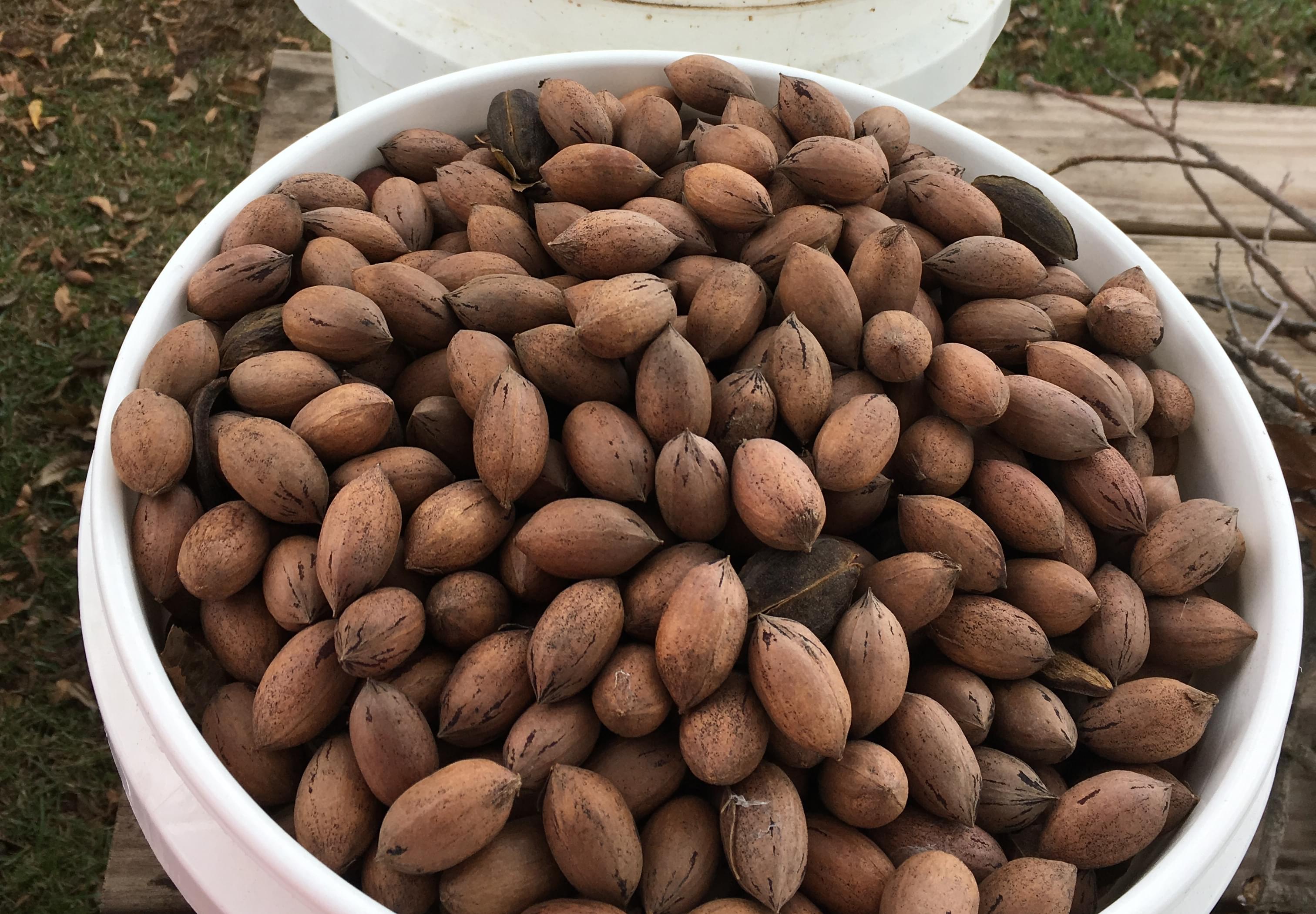 Pecan Harvest Will Soon Begin