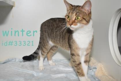 PET OF THE WEEK: Winter Powered By Jackson & Sons