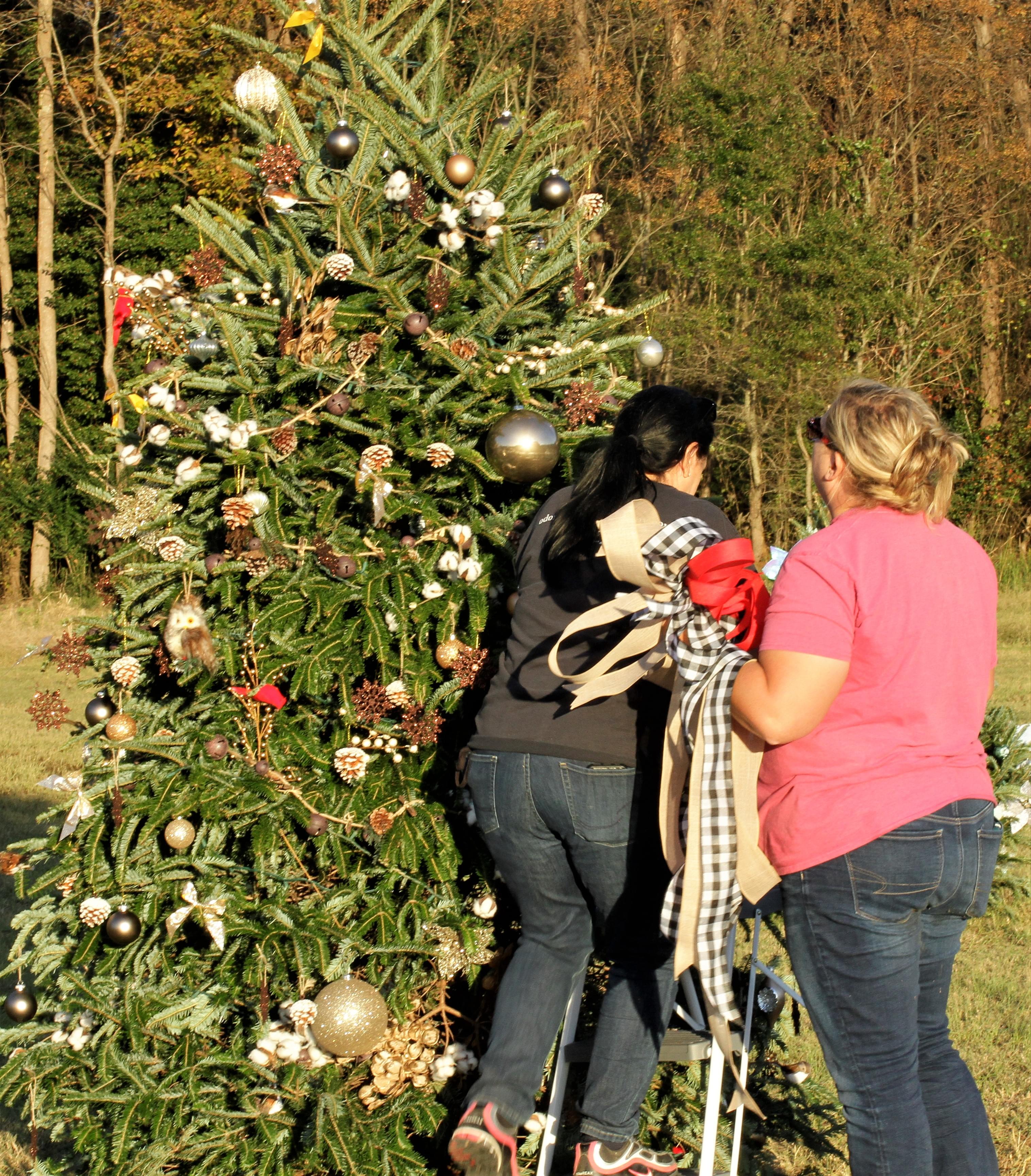 Odom Farm Prepares For Festival Of Trees (PHOTO GALLERY)