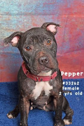 PET OF THE WEEK: Pepper Powered By Jackson & Sons