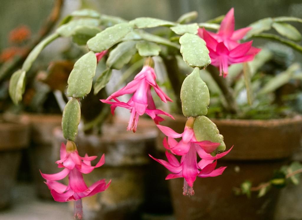 Holiday Cacti Provide Color During The Holiday Season