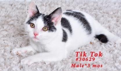 PET OF THE WEEK: Tik Tok Powered By Jackson & Sons