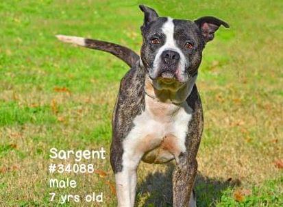PET OF THE WEEK: Sargent Powered By Jackson & Sons