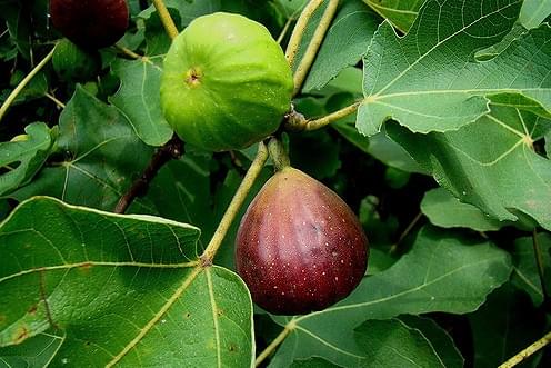 Successfully Grow Fruit Trees In Your Garden