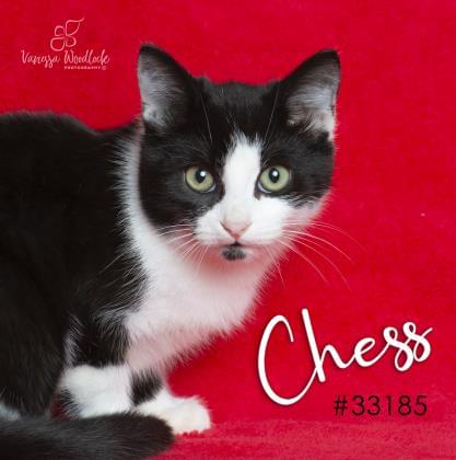 PET OF THE WEEK: Chess Powered By Jackson & Sons