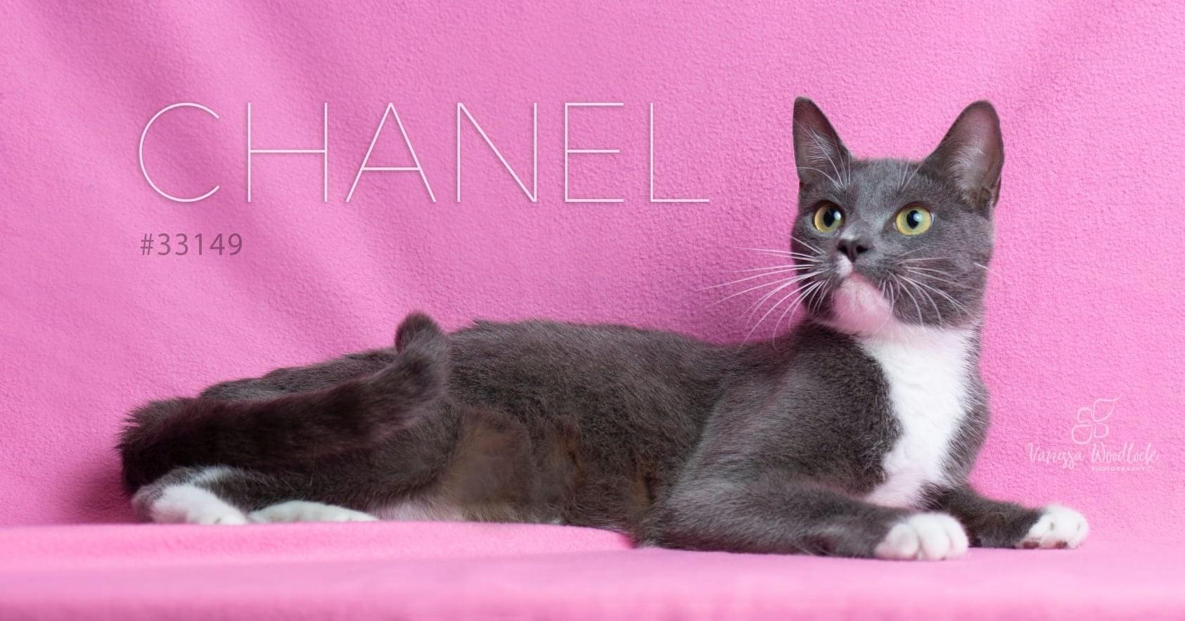 PET OF THE WEEK: Chanel Powered By Jackson & Sons