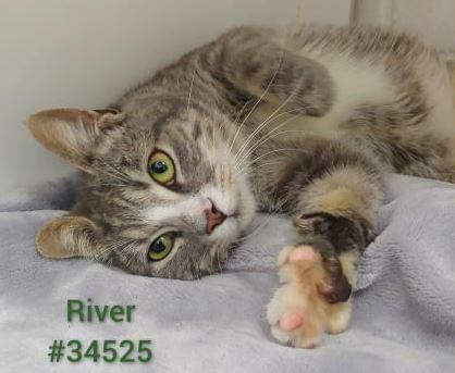 PET OF THE WEEK: River Powered By Jackson & Sons