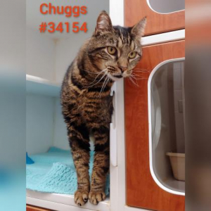 PET OF THE WEEK: Chuggs Powered By Jackson & Sons