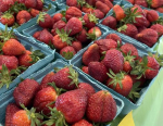 It’s Strawberry Season In Wayne County!