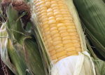 Sweet Corn Season At The Farm Credit Farmers Market