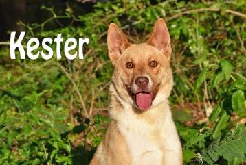 PET OF THE WEEK: Kester Powered By Jackson & Sons