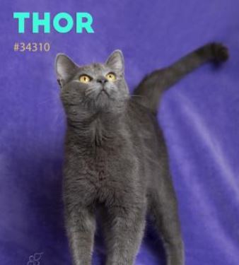 PET OF THE WEEK: Thor Powered By Jackson & Sons