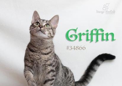 PET OF THE WEEK: Griffin Powered By Jackson & Sons