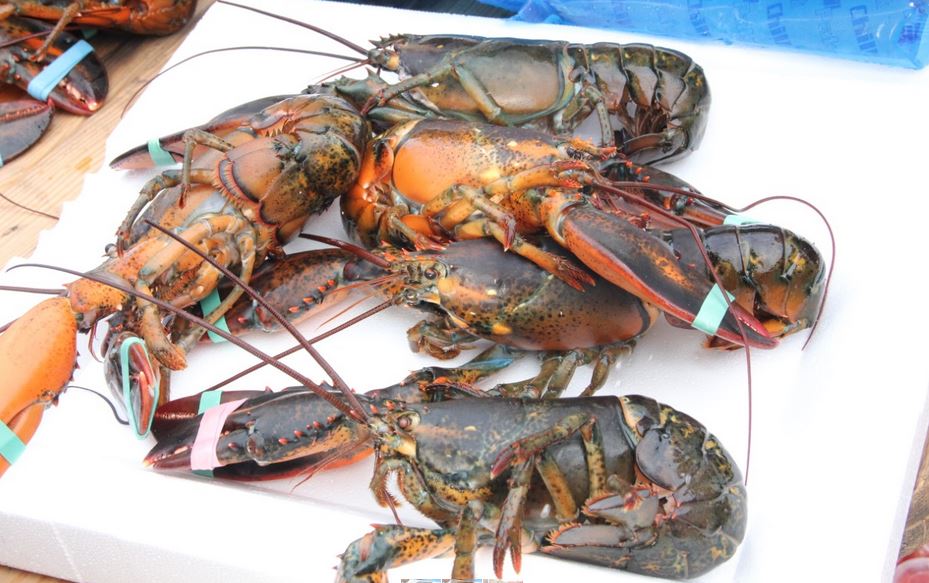 Partnership Taking Orders For Lobster & Shrimp Fest