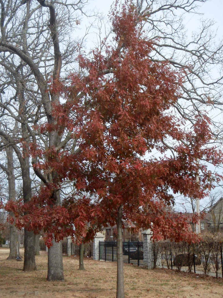 Fall Is The Time To Plant Trees & Shrubs